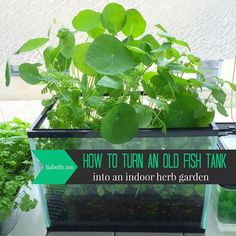 an outdoor herb garden with plants growing in it and the words how to turn an old fish tank into an indoor herb garden