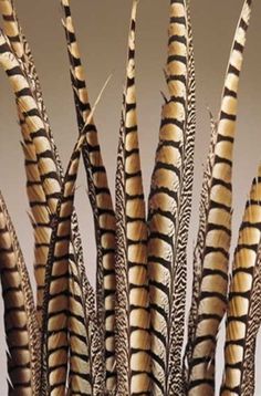 an arrangement of brown and black feathers in a vase