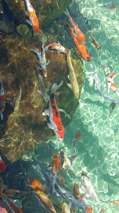 many fish are swimming in the clear blue water