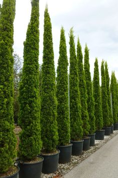 a row of trees lined up next to each other