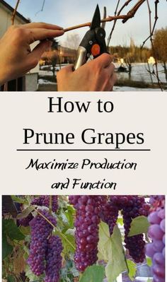 the cover of how to prune grapes maximum production and function, with two hands holding scissors