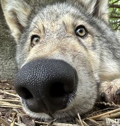 a close up of a dog laying on the ground