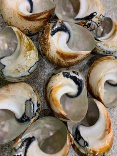 several different types of clams on the ground