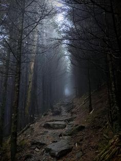 a path in the middle of a forest with lots of trees and rocks on both sides