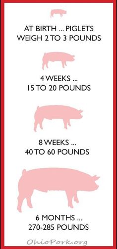 the piglet's weight chart is shown in red and white, with pink pigs on