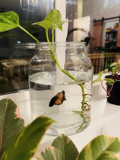 a glass jar filled with water and plants