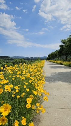 yellow flowers are growing along the side of a road with blue skies in the background