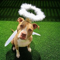 a dog is dressed up as a fairy on the grass