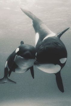 two orca whales are swimming in the ocean together, with their heads touching each other