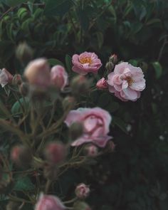 pink flowers are blooming in the garden