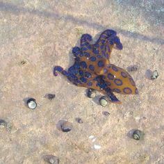 an orange and blue sea animal laying on the sand