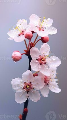 some white and pink flowers on a branch with water droplets all over it's petals