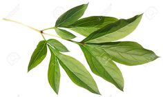 fresh green leaves on white background