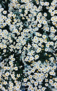 white and yellow daisies are growing together