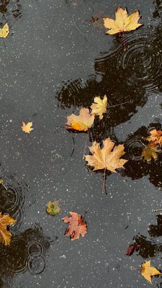 autumn leaves floating on the surface of water