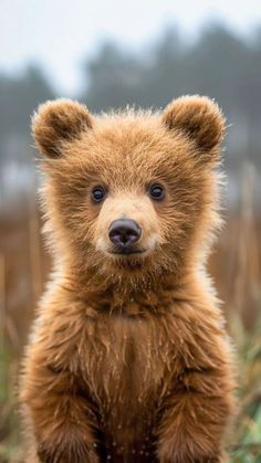 a small brown bear standing on its hind legs in front of some tall grass and trees