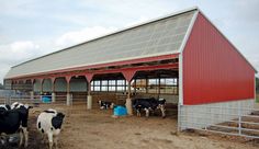 several cows are standing in the dirt near a red barn with metal roof and windows