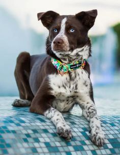 a brown and white dog laying on top of a blue tiled floor next to a pool