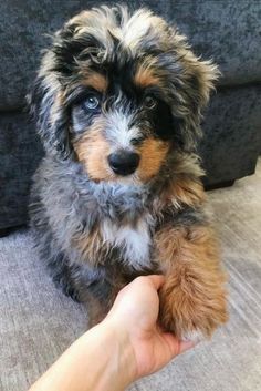 a small dog sitting on top of a couch next to a person's hand