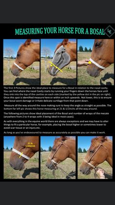 the instructions for how to use a horse's bridle