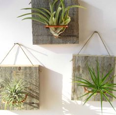 three air plants are hanging on the wall, one is in a wooden box and the other has an air plant