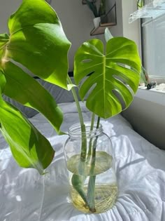 a plant in a glass vase on a bed