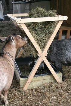 two goats eating hay out of a trough