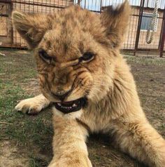 a baby lion laying on the ground with its mouth open and it's eyes wide open