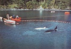 several people in small boats near an orca whale