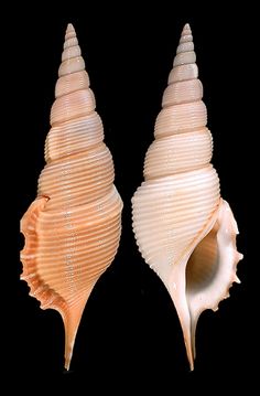 two seashells are shown side by side on a black background