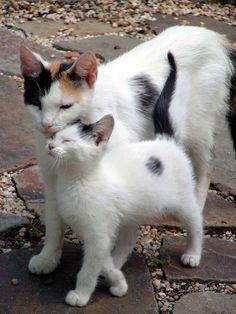 two cats standing next to each other on a stone walkway with pebbles all around them