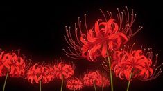 some red flowers on a black background