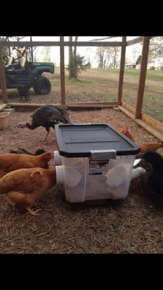 chickens and turkeys are eating out of their bins