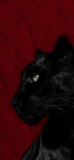 a black cat sitting on top of a red blanket