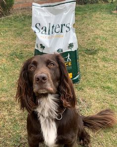 a brown and white dog sitting in the grass next to a bag of salters