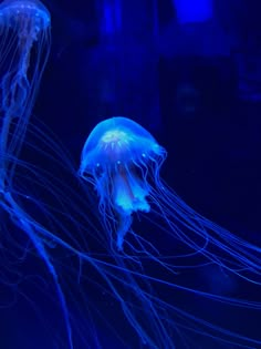 two blue jellyfish swimming in an aquarium