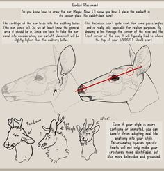 the instructions for how to draw an animal's head