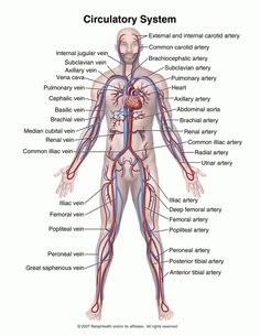 the human body with all its major blood vessels