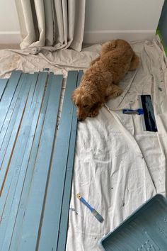 a brown dog laying on top of a white sheet next to blue plastic bins