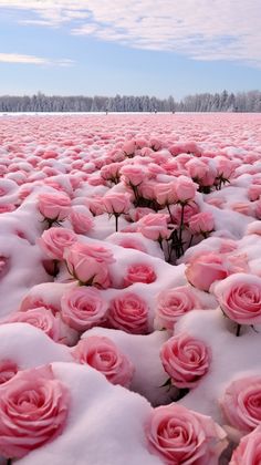 many pink roses are in the snow