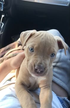 a puppy is sitting in the back seat of a car and looking at the camera