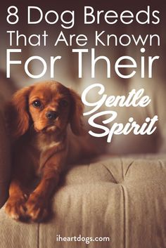 a brown dog sitting on top of a couch with the words 8 dog breeds that are known for their gentle spirit