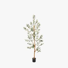 an olive tree in a black pot on a white background