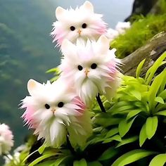 three white kittens with pink eyes are in the bushes near some green plants and water