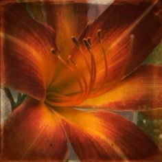 an orange flower is shown in this artistic photo