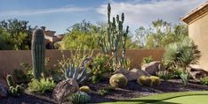 a golf course with cactus, cacti and other plants in the foreground