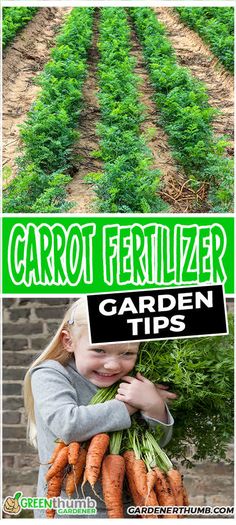 carrot fertilizer garden tips