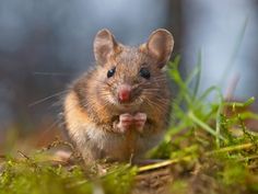 a small mouse sitting on the ground in front of some grass and dirt with trees in the background