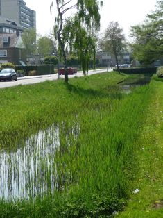 the grass is growing on the side of the road and there are cars parked in the distance