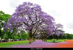 purple flowers are blooming on the trees in this park